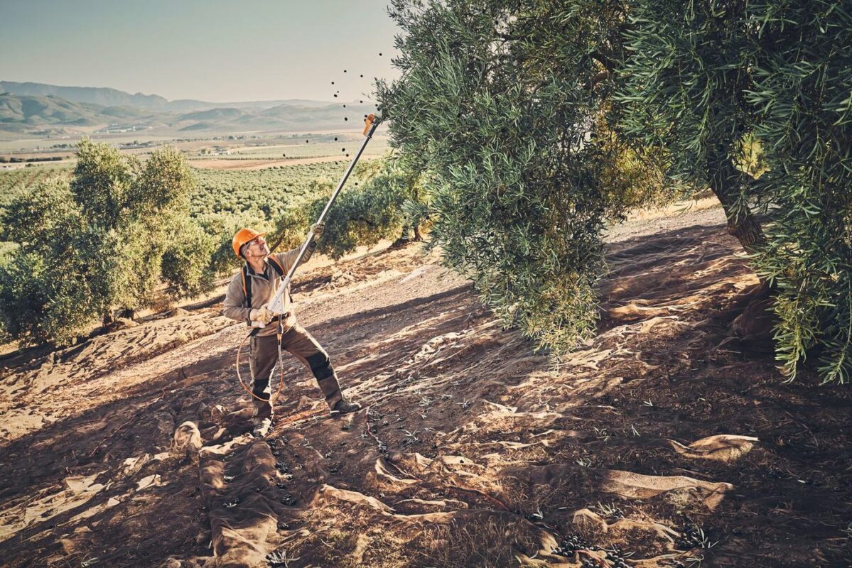 Vareando aceitunas con el STIHL SPA 130 a batería