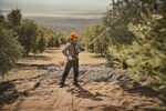 Vareando aceitunas con el STIHL SP 92 C-E en un olivar
