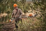 Agricultor con el vareador STIHL SP 92 TC-E en la campaña de la aceituna