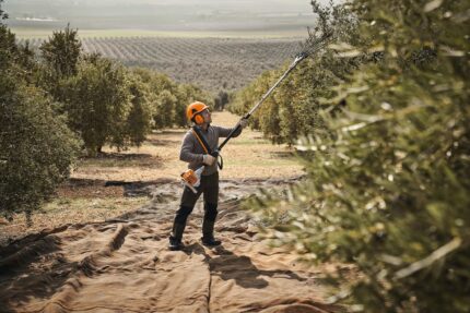 Vareando aceitunas con el STIHL SP 92 TC-E